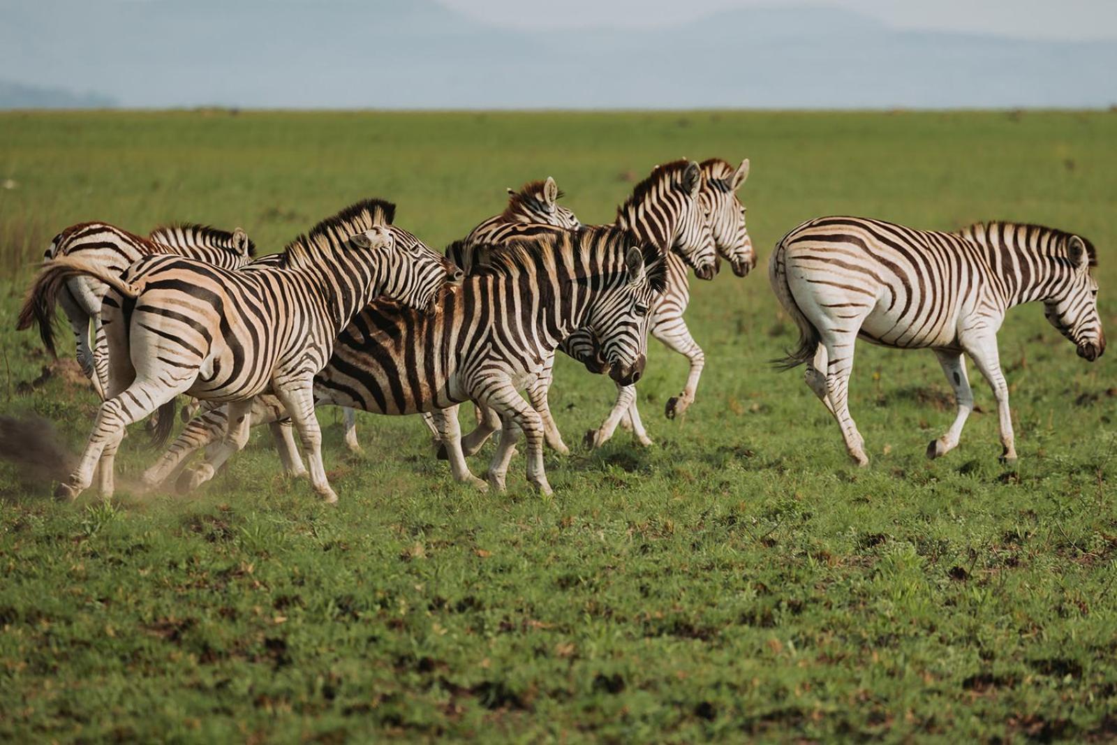 Nambiti Plains Lodge Ледісміт Екстер'єр фото