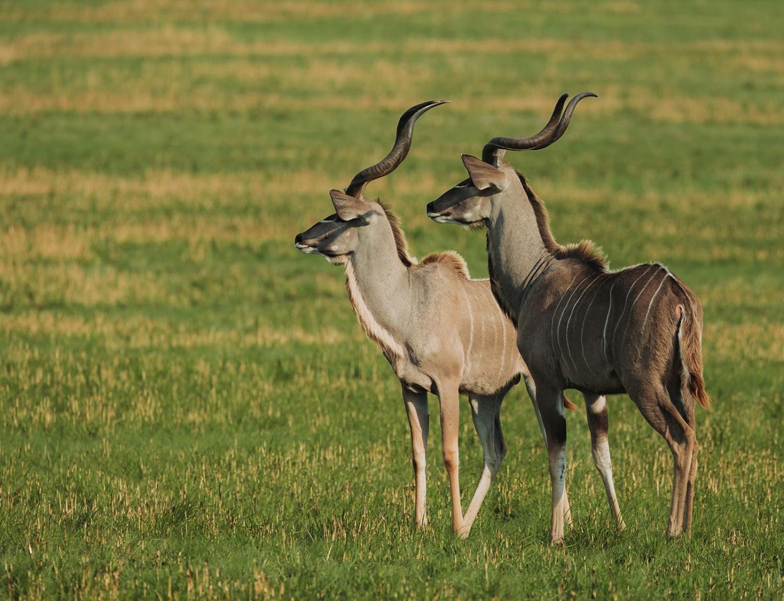 Nambiti Plains Lodge Ледісміт Екстер'єр фото
