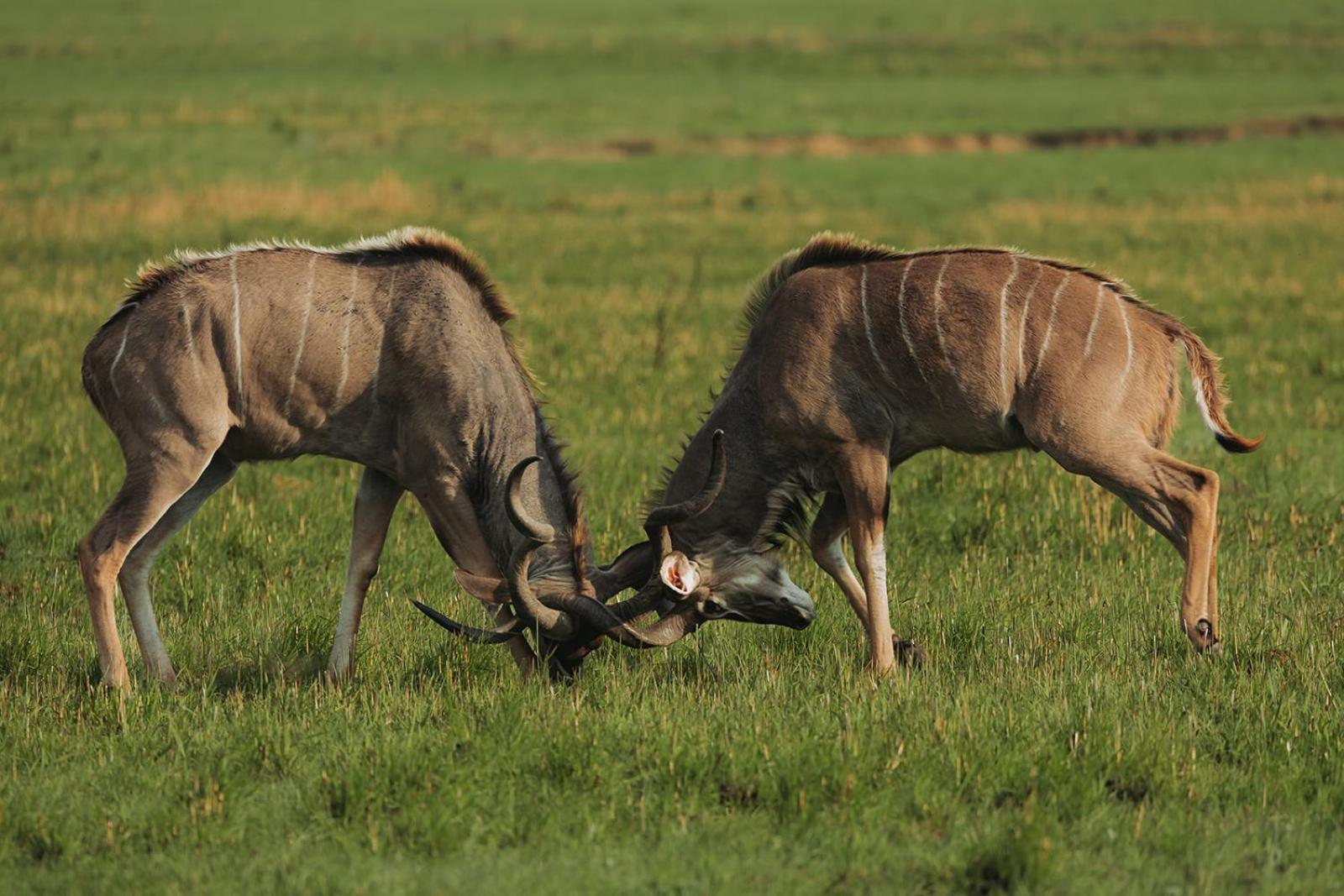 Nambiti Plains Lodge Ледісміт Екстер'єр фото
